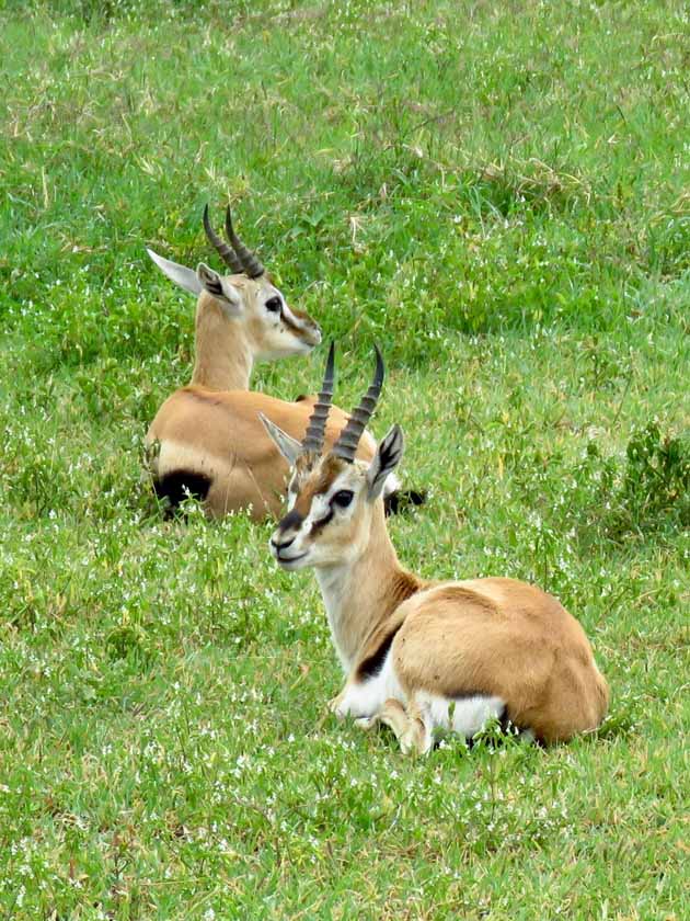 Tanzania–Ngorongoro Crater Thomson's Gazelles