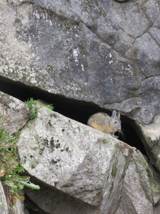 Machu Picchu–Andean squirrel