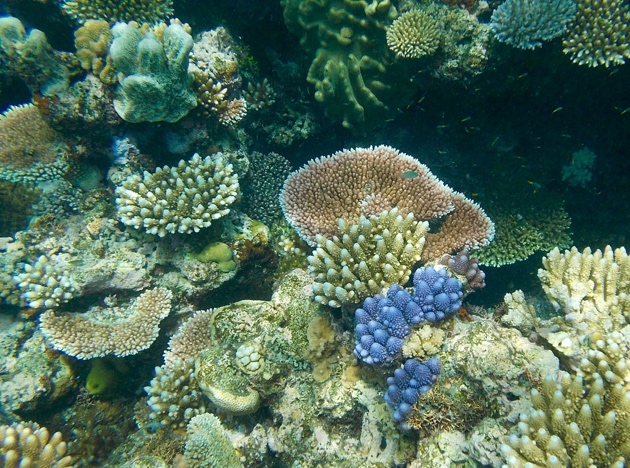 Great Barrier Reef–pretty coral