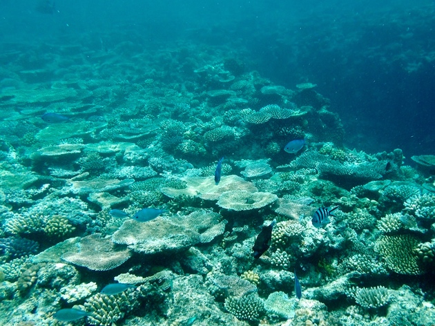 Great Barrier Reef-fish and coral