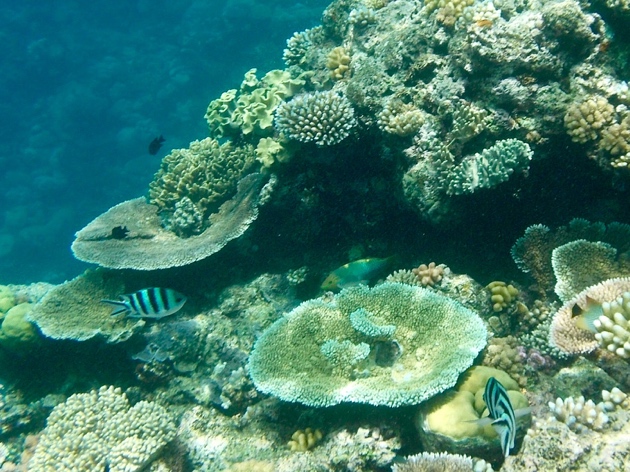 Great Barrier Reef–sergeant major fish and coral