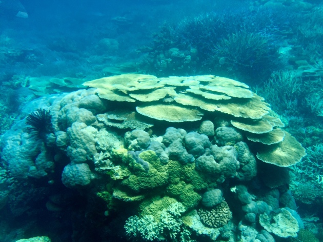 Great Barrier Reef–Tabletop Coral.jpg