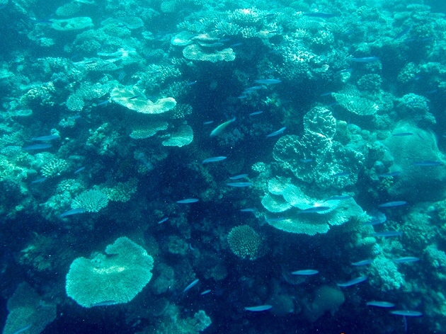 Great Barrier Reef–underwater scene