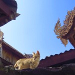 Myanmar–Nga Phe Chaung Monastery–Cat on Roof