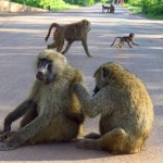 Tanzania–Baboons At Entrance To Ngorongoro Crater
