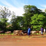 Tanzania–Masai Herders