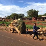 Tanzania–Ox Cart