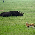 Tanzania Ngorongoro Crater Black Rhino And Thomson's Gazelles