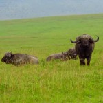 Tanzania Ngorongoro Crater Cape Buffalo