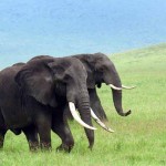 Tanzania, Ngorongoro Crater-Big-tusked Elephants