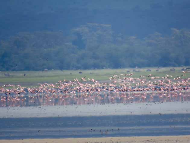 Tanzania Ngorongoro Crater Flamingos In Flight