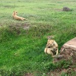 Tanzania Ngorongoro Crater Lions!