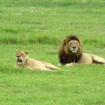 Tanzania Ngorongoro Crater Lions2