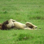 Tanzania Ngorongoro Crater Male Lion