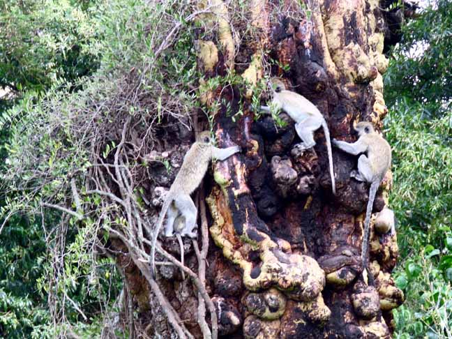Tanzania Ngorongoro Crater Monkey Tree