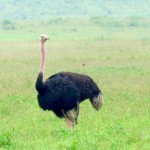 Tanzania Ngorongoro Crater Ostrich