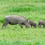 Tanzania Ngorongoro Crater Warthog Family