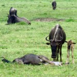 Tanzania Ngorongoro Crater– Wildebeest Maternity Ward