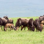 Tanzania Ngorongoro Crater– Wildebeest Families