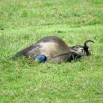 Tanzania Ngorongoro Crater– Wildebeest In Labor