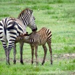 Tanzania Ngorongoro Crater–Zebra Foal Nursing2