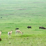 Tanzania–Ngorongoro Crater Coexistence