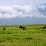 Tanzania–Ngorongoro Crater Coexistence3