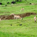 Tanzania–Ngorongoro Crater Grant's Gazelles