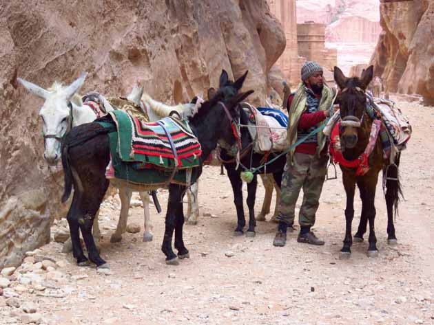 Petra–Our Donkeys