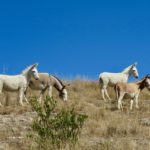 Cañada de la Virgen–Wild DOnkeys