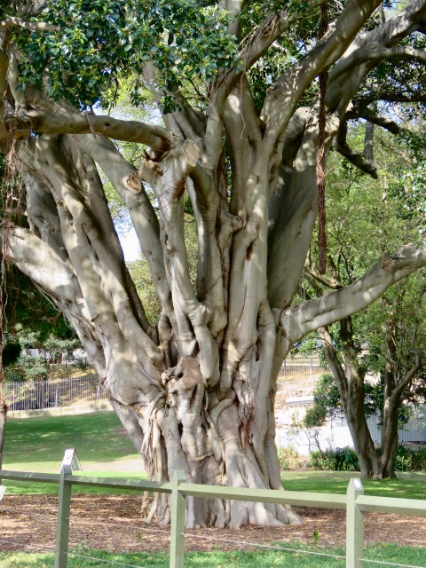 Beautiful Moreton Bay Fig Tree with intricately twisted trunks, Sydney Botanical Gardens